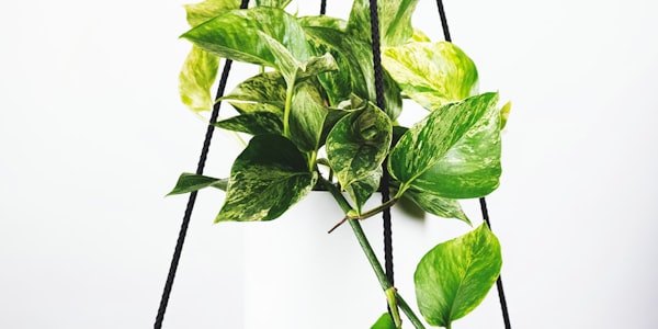 足球运动员在绿茵场上激烈拼抢的瞬间